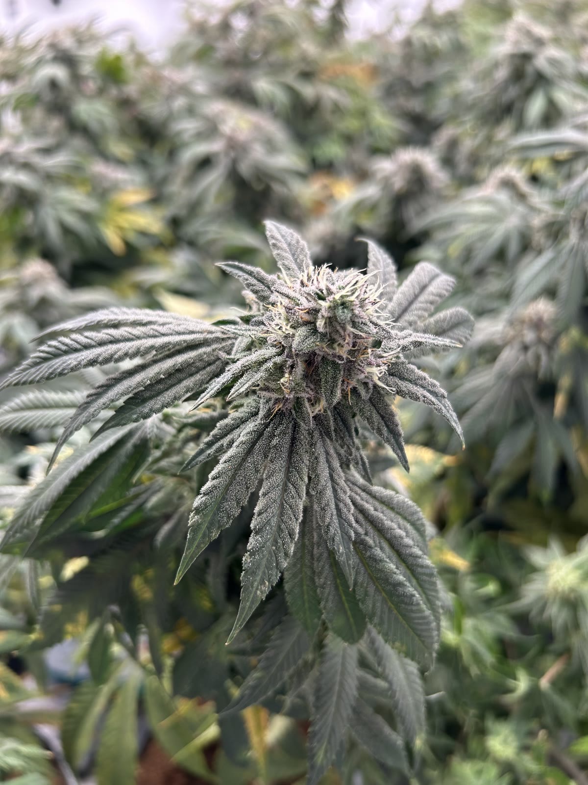 A flowering cannabis plant growing at Trombly House farm in Chelsea, Vermont
