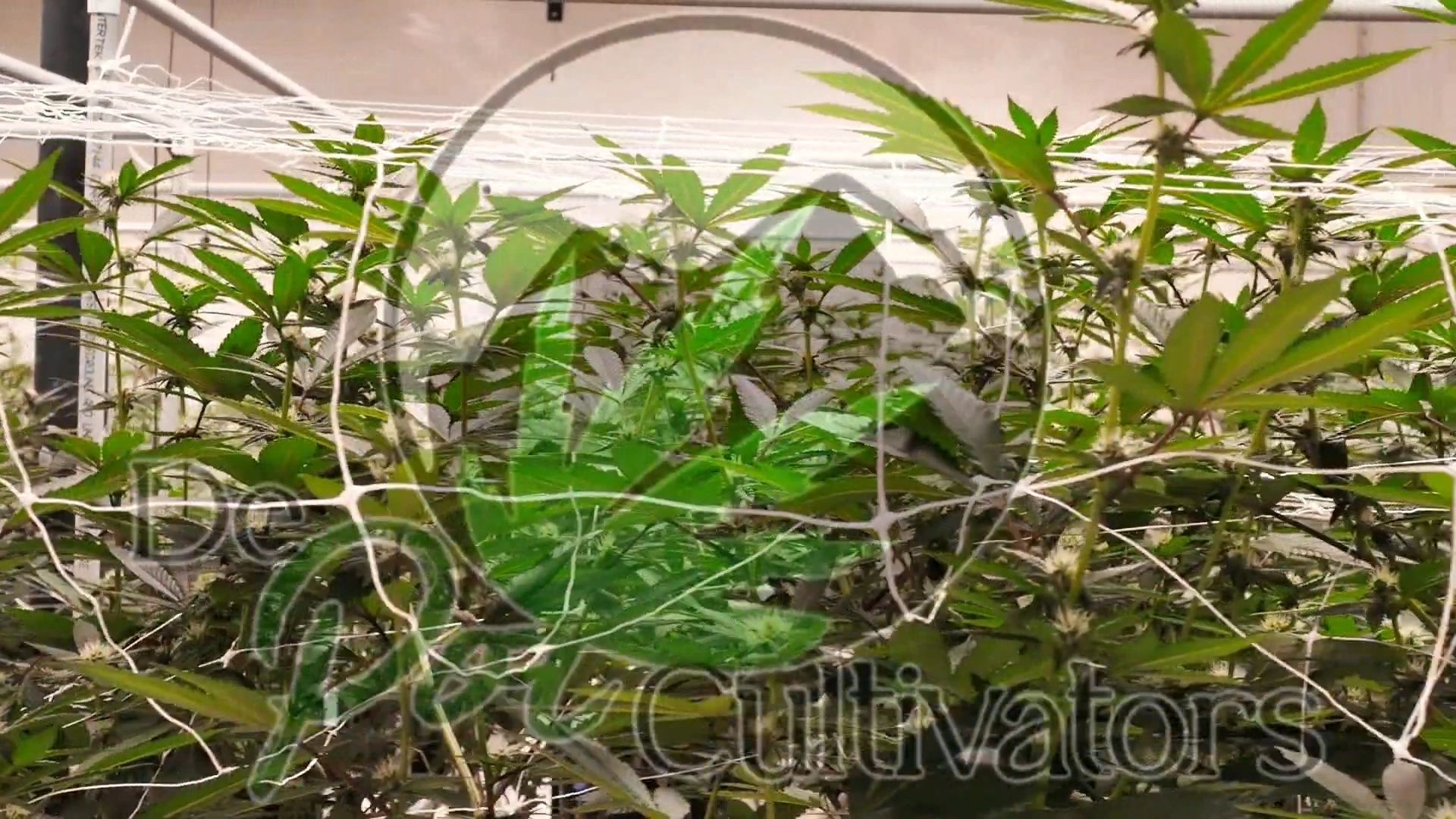 Cannabis plants with Depot Cultivators branding from their official website